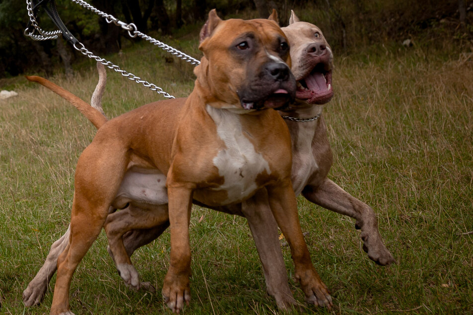 It wasn't the first time that the dogs got loose (stock image).