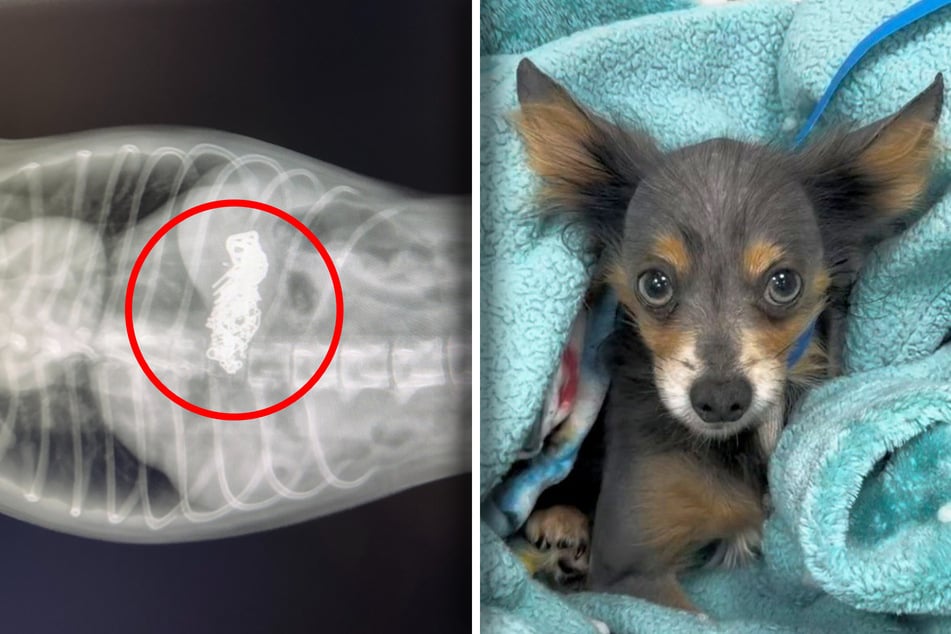 Dog comes in for a broken leg, but shocking X-ray makes the vet panic: "A life‑threatening risk"