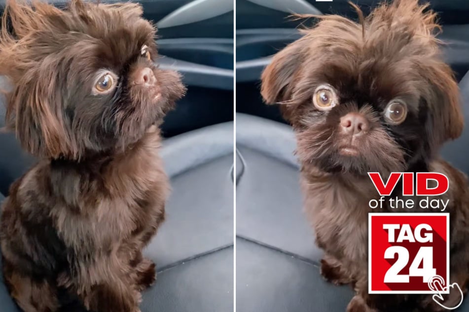 Today's Viral Video of the Day shows a timid but proud dog named Branston and his strict, but loving, owner!