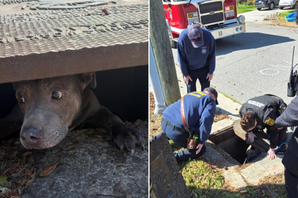 This pitbull got himself stuck in a storm sewer for 24 hours.