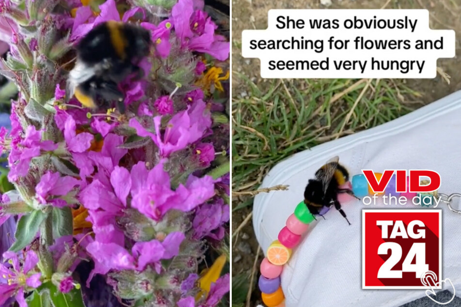 Today's Viral Video of the Day features a compassionate human saving an injured bee.