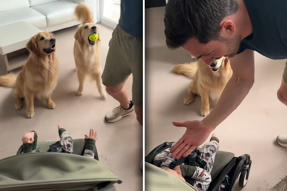 Dogs excitedly – and successfully! – teach baby brother how to high-five