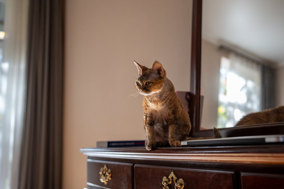 There are few cats as unusual-looking as the Devon rex!
