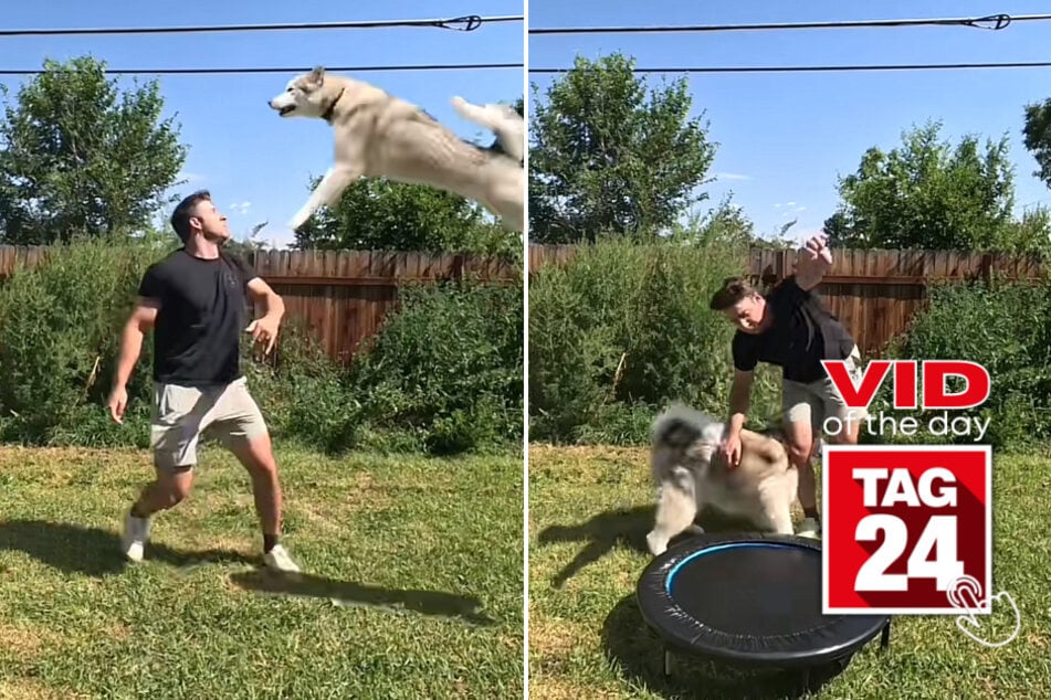 Viral Video of the Day for July 23, 2023: Dog soars on trampoline in hilarious TikTok