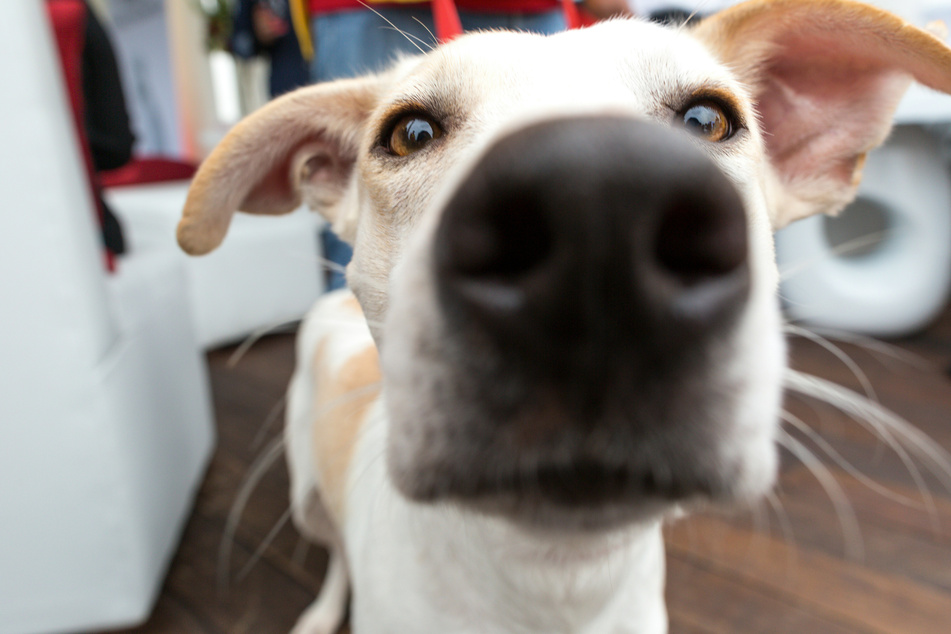 If your dog's nose has gone dry, it might be time for a quick checkup at the vet.
