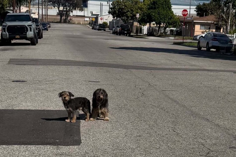 A total of five dogs had been abandoned in the middle of the street.