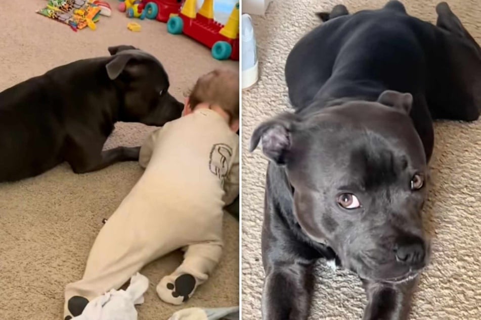 Sly dog comes up with ingenious plan to get as much attention as the baby!
