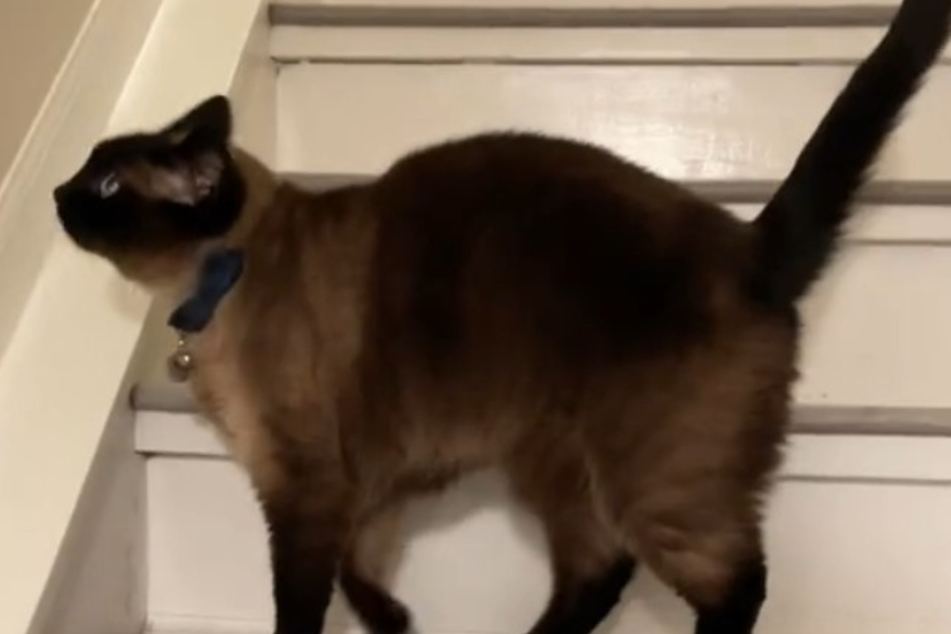 Sumo the cat was quite preoccupied with the walls in his new home, leading his owners to grow suspicious.