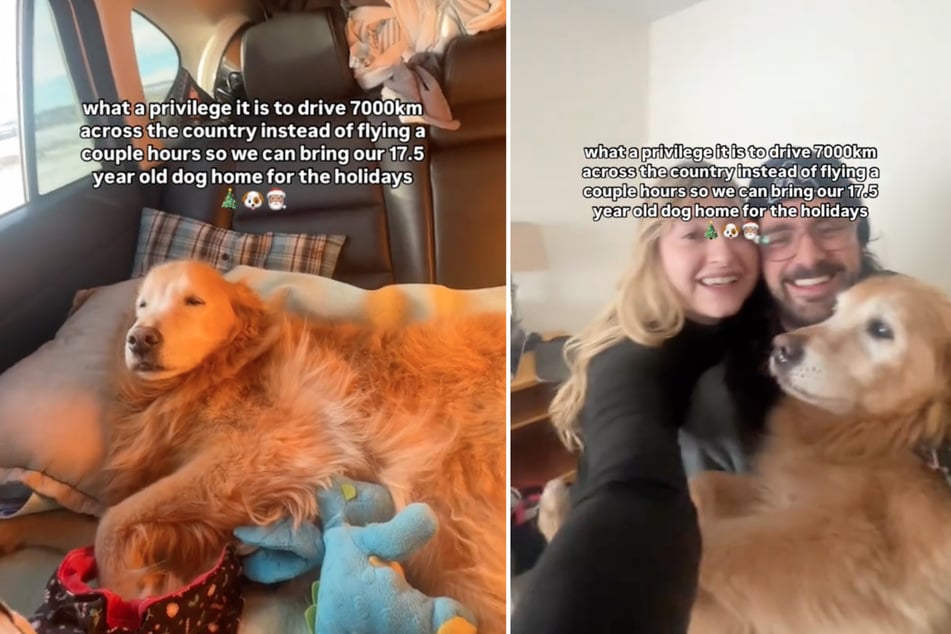 Set to visit family over 4,000 miles away, these dog owners didn't want to leave their beloved golden retriever behind. So, they came up with a clever solution!