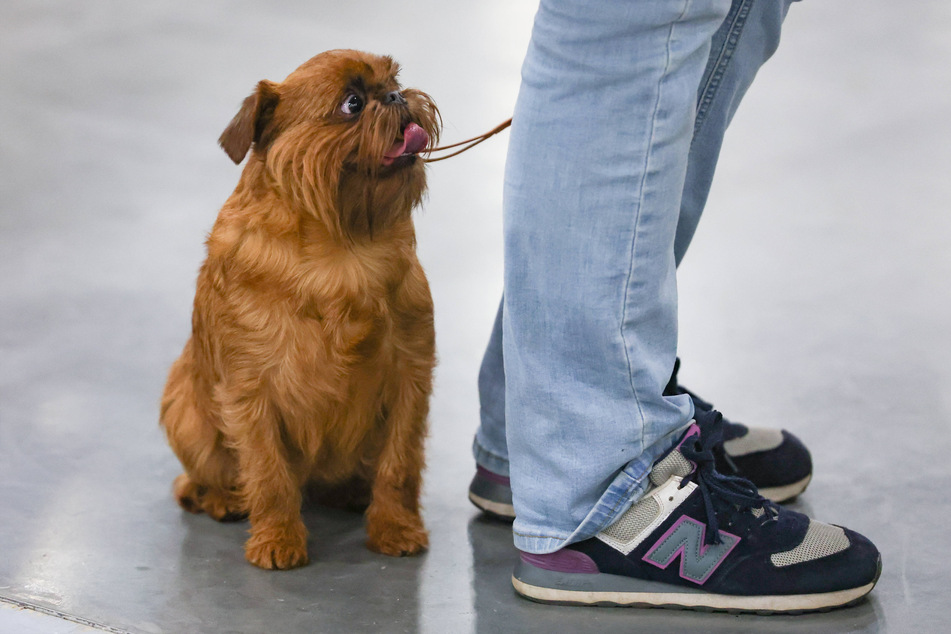 Brussels griffons are calms and easy-going doggos, and not too big either.