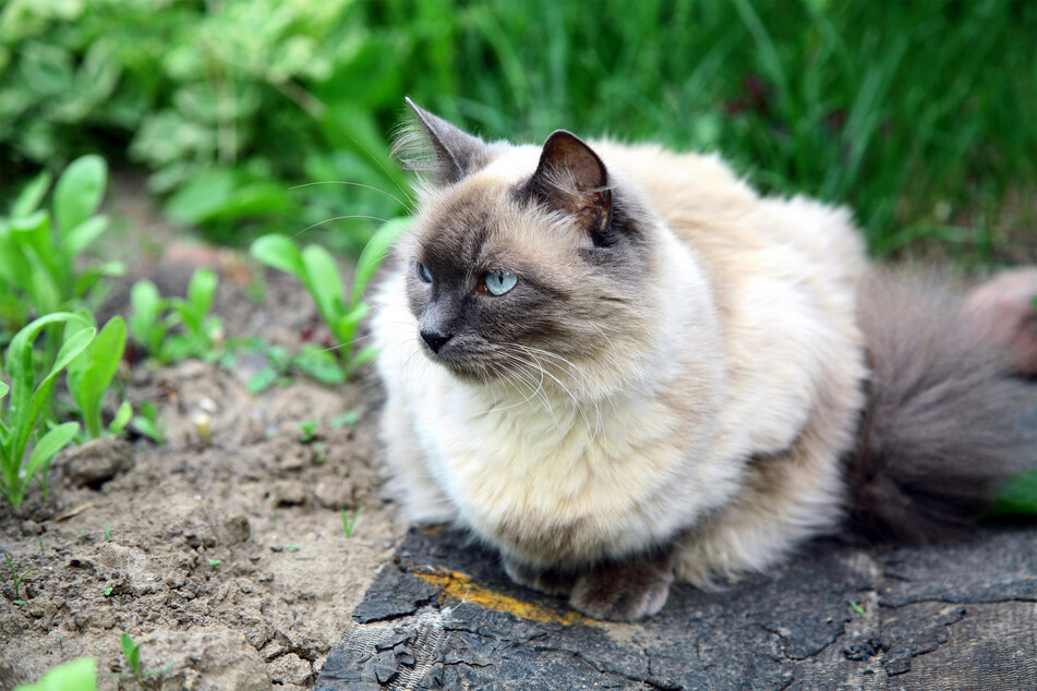 White Balinese cats are some of the most friendly felines around.
