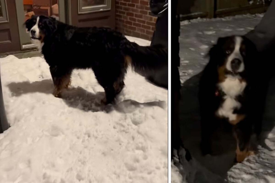 Instead of slipping into the cozy warmth of the house, this dog prefers to stay outside in the snow.