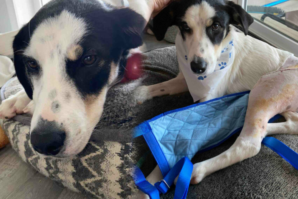Woman rolls down window in her car, but then her dog does something crazy