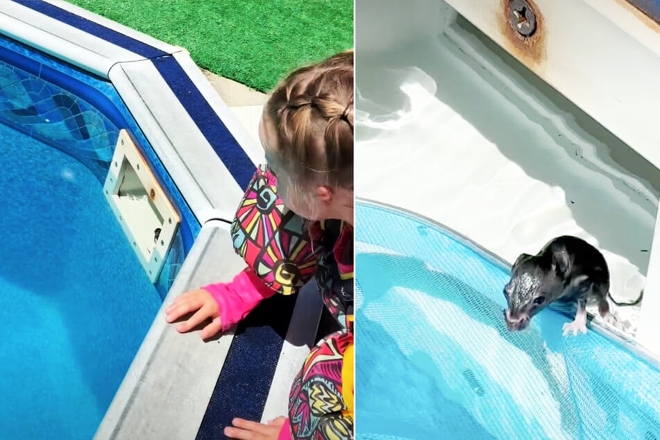 A child had discovered a helpless baby rat in the home pool.