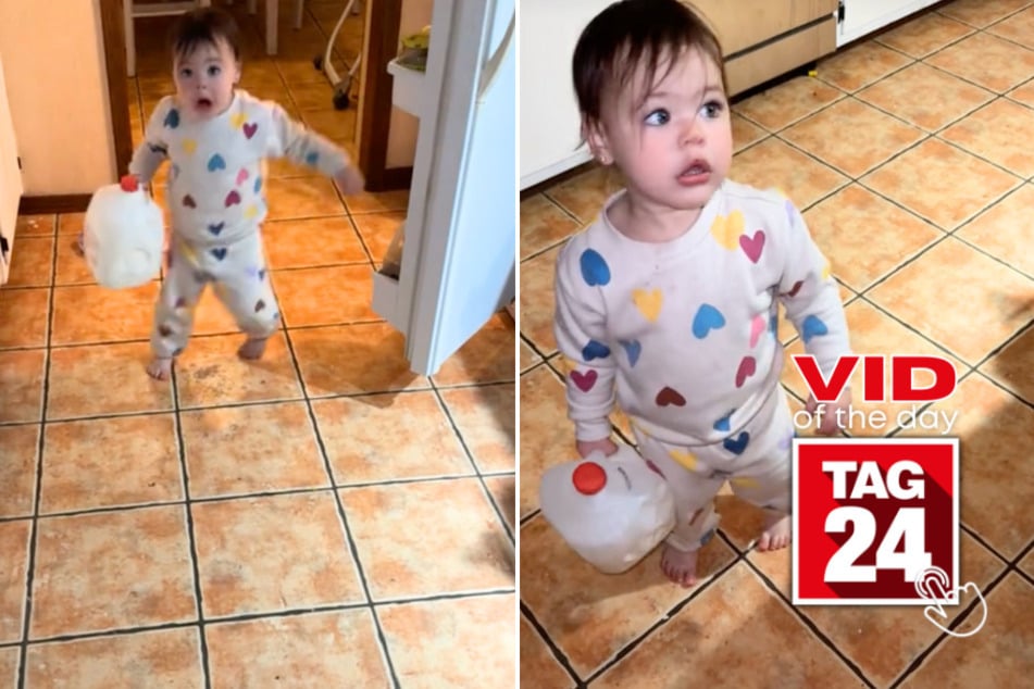 Viral Video of the Day for November 21, 2024: Toddler hilariously struggles with heavy gallon of milk!