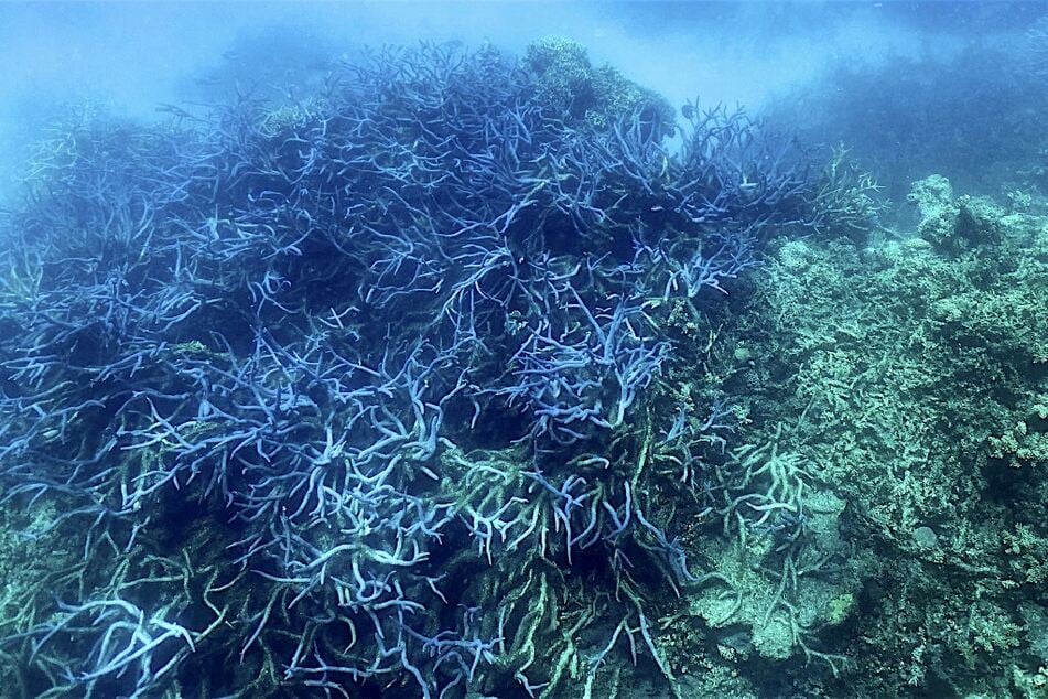 Australia's Great Barrier Reef suffers yet another "mass bleaching event"