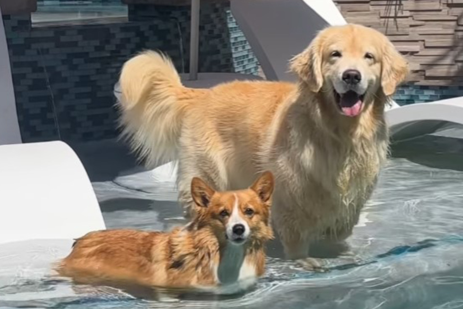 Corgi and golden retriever's pool playtime takes hilariously chaotic turn!