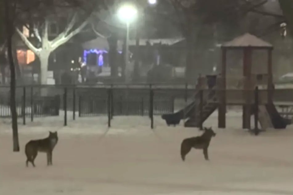 An eerie animal noise lured Melissa into the park at night.