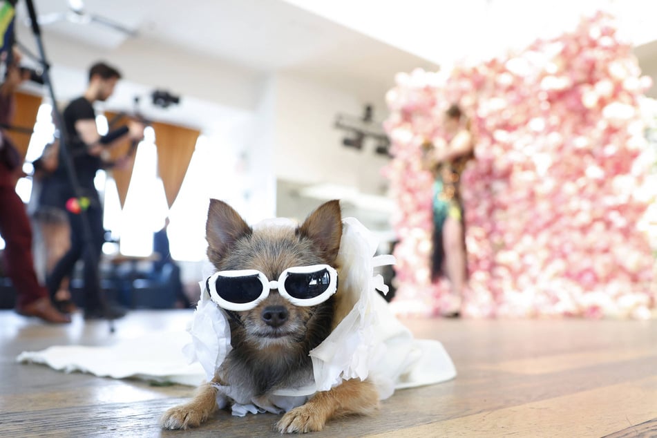 OnlyPaws, a campaign started by the Kansas Humane Society, has taken the internet by storm and made some animals unlikely stars (stock image)!
