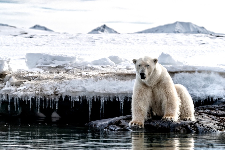 The bear chased multiple residents in the town of Wales, Alaska before killing two.