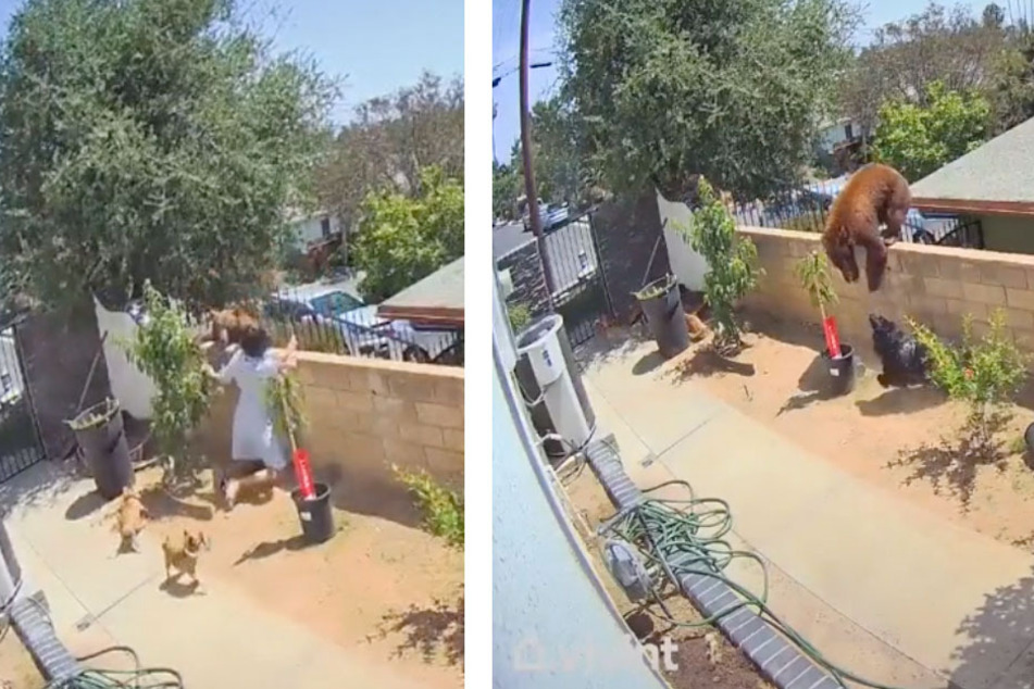 Beary Brave! Teen fights a bear to save her dogs in a heroic TikTok video