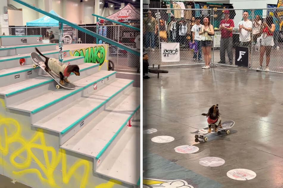 Fans go wild as Rowdy rides her skateboard down the stairs.