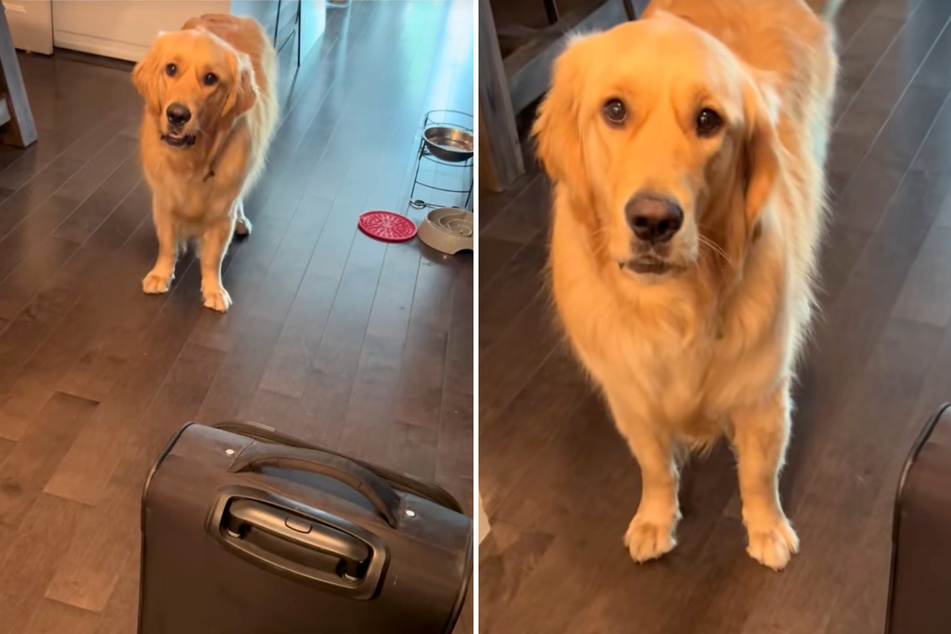 Dog throws huge tantrum when his mom pulls out a suitcase, but there's a surprise in store!