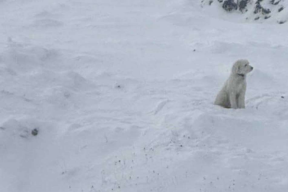 Dog left stranded in the icy wilderness for two nights after owners were caught in an avalanche! 