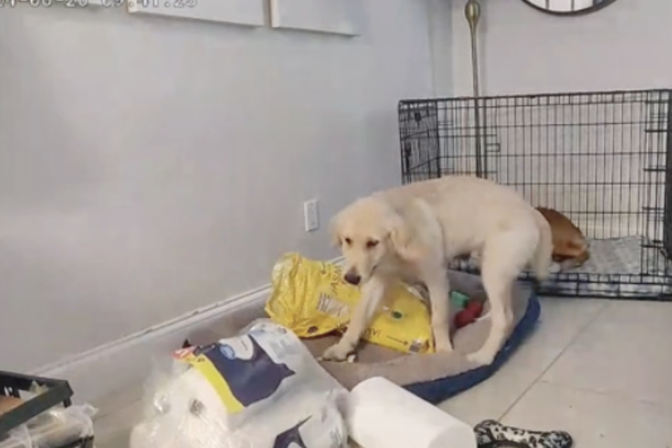 A dog owner accidentally forgot to put her puppy in its crate before heading off to work and the resulting hijinks are glorious to behold!