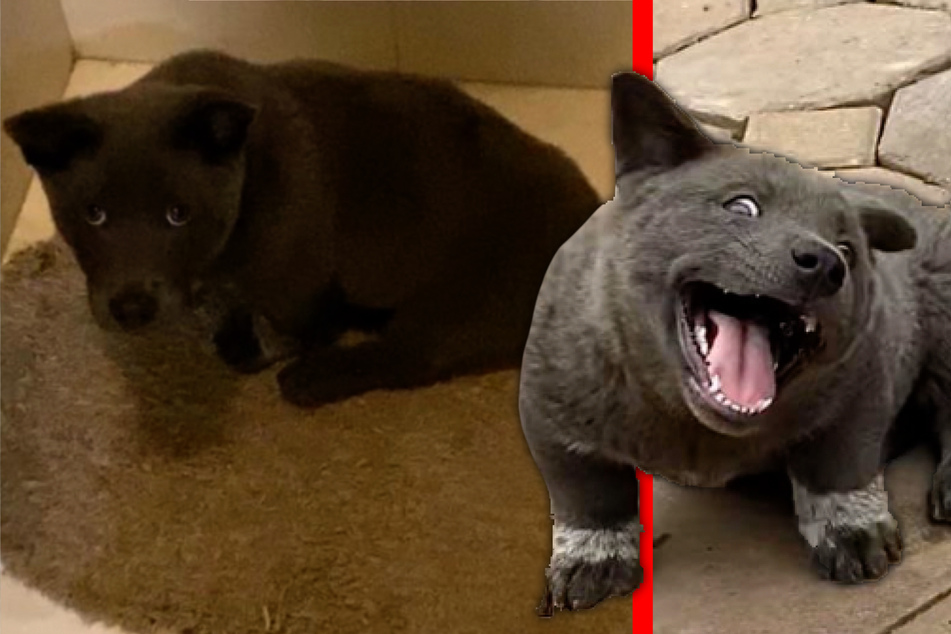 Dog or cat? Meet the four-legged friend that has the internet thrilled