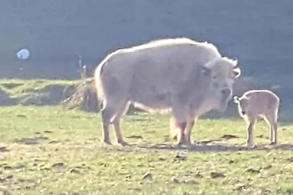 Rare white bison born sparks rush of visitors at state park: "Little white ball of fluff"