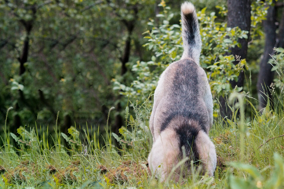 Dogs have incredibly strong and expressive tails, but what's the purpose?