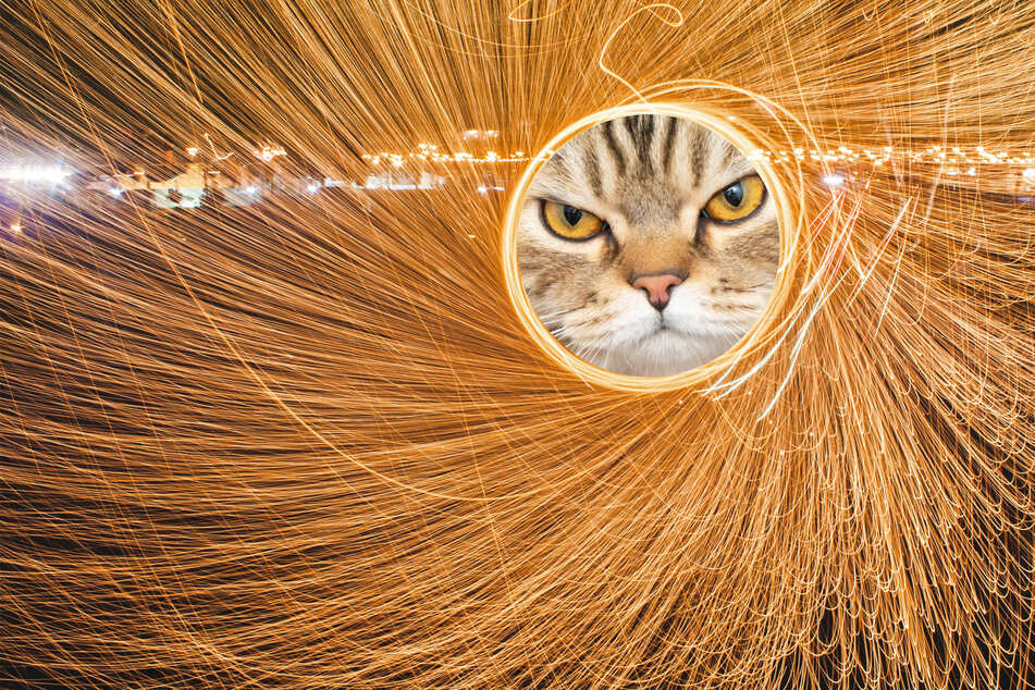 A cat's reaction time makes it a god of speed.