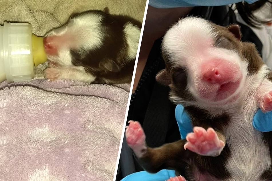 Medical miracle: six-legged puppy is alive and kicking!