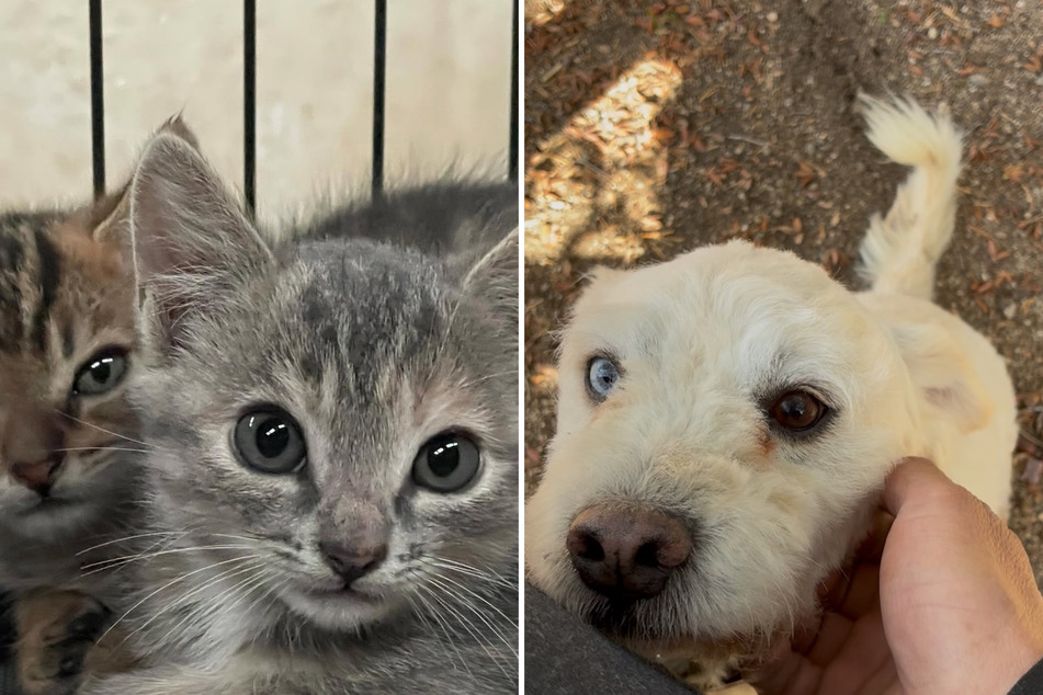 Officials rescued hundreds of cats and dogs who were being kept in poor conditions at a shelter near Los Angeles.