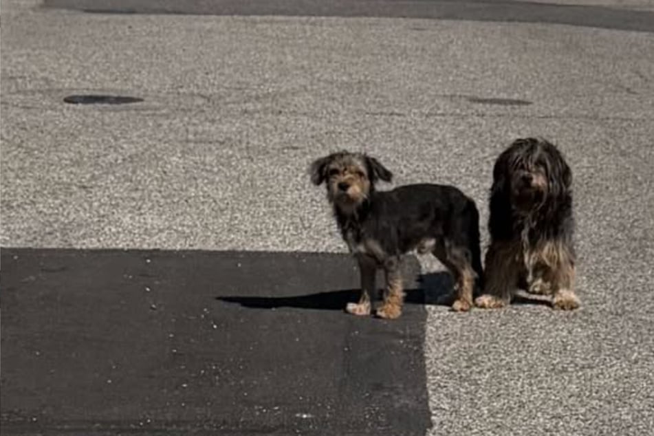 Five dogs found abandoned in industrial wasteland: "Hot, scared, and starving"