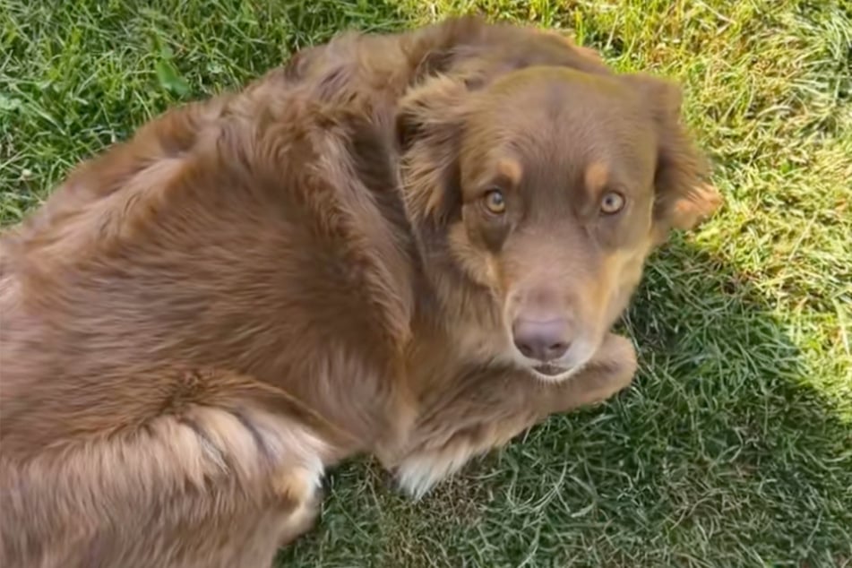Sarah left her dog, Bear, with her mother-in-law for a week while she and her husband went on vacation.