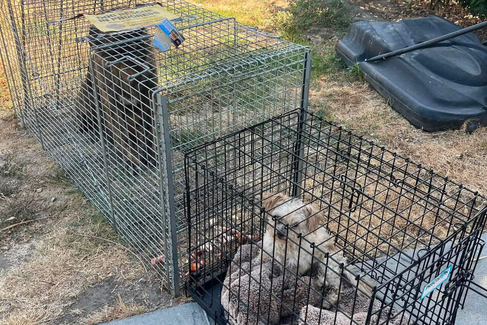Mission accomplished! Both doggy friends ended up safely contained.