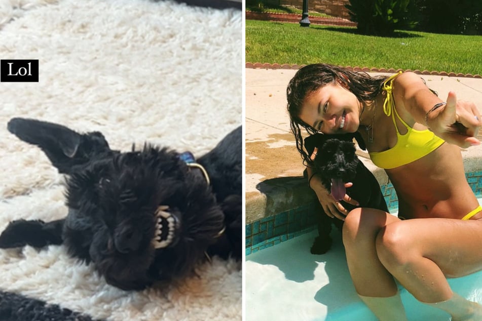 Zendaya shared hilarious photo of her miniature Schnauzer named Noon on Wednesday.