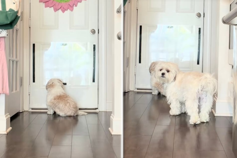 Dogs Munchkin and Biscotti waited eagerly for their humans to return.