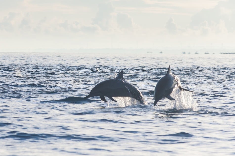 Dolphins are attacking swimmers in Japan, where there have been six attacks this year (stock image).