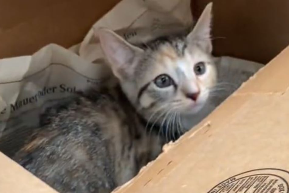 The note found with this kitten made TikTokers cry.