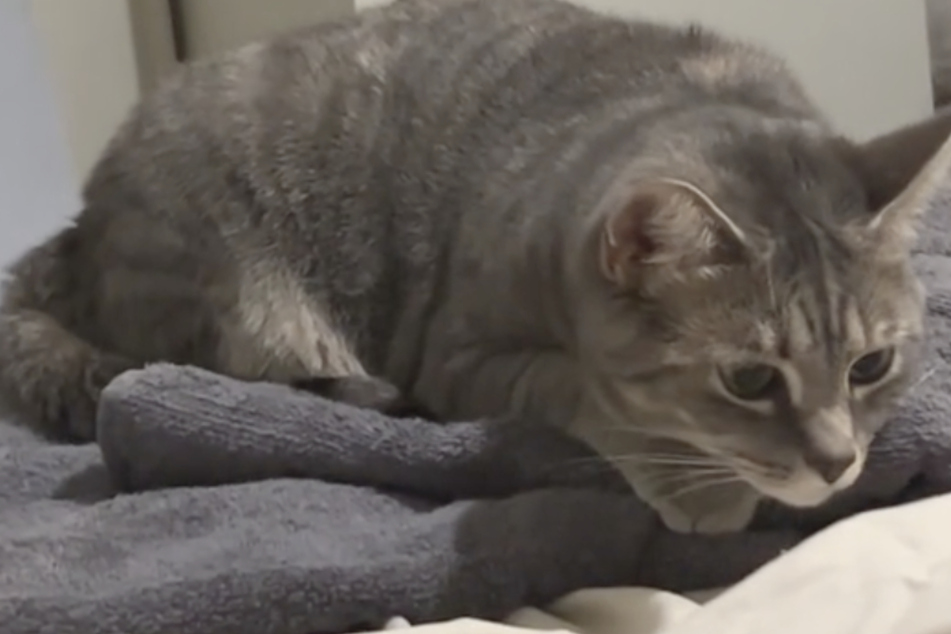 Lamine regularly posts videos of his working day – including Peanut the cat – on his TikTok channel, and many of these clips have gone viral.