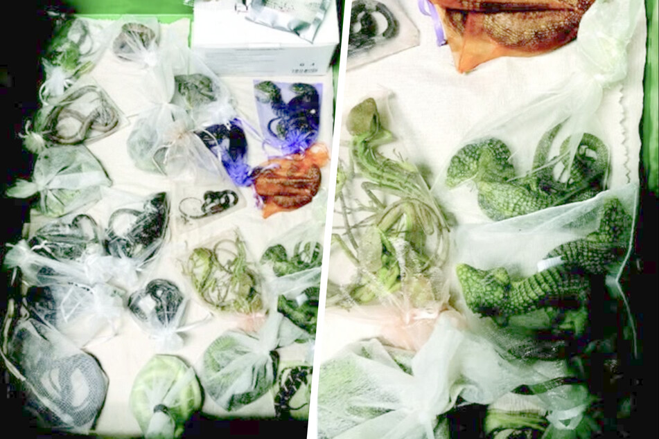 Repeat reptile smuggler found hiding 60 hidden animals – his penalty is huge!