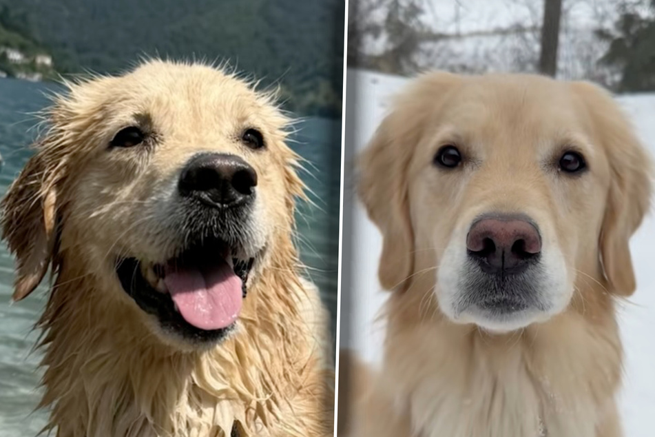 Dog's nose changes colors in bizarre medical phenomenon – what's the reason?
