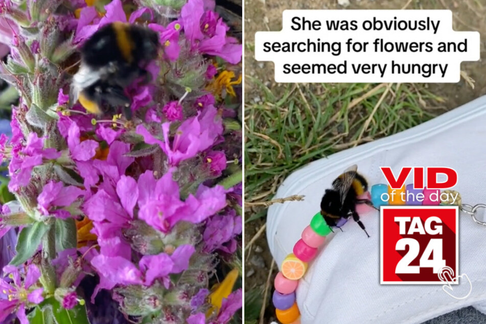 Viral Video of the Day for August 27, 2023: Girl takes injured bee under her wing!