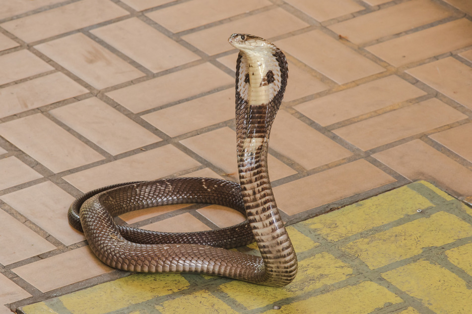 King cobra bites can be fatal (stock image).