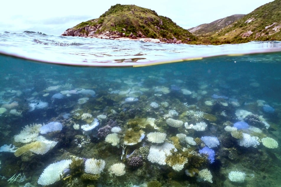 Extreme weather events, land-based run-off, and coastal development is worsening the coral bleaching crisis.