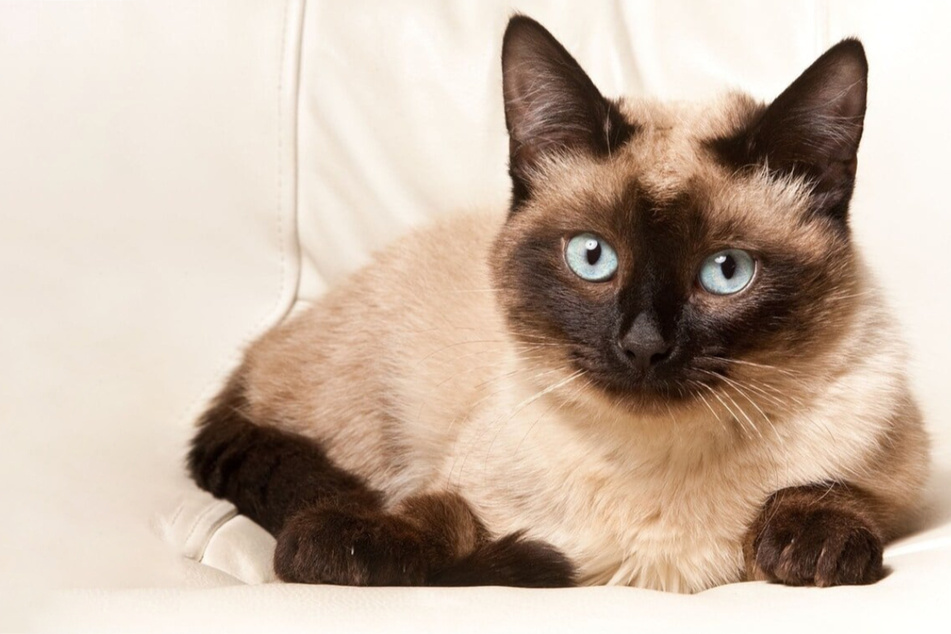 Smallest cat breeds: Cutest cats that stay small forever