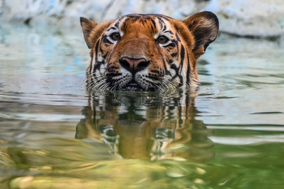 Man dies after vicious tiger attack at renowned zoo
